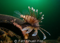 About to take off. Common Lionfish, Pulau Paya taken with... by Fatt Chuen Foo 